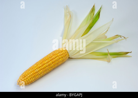 Granturco granturco (Zea mays). Mature tutolo di mais. Studio Immagine contro uno sfondo bianco. Foto Stock