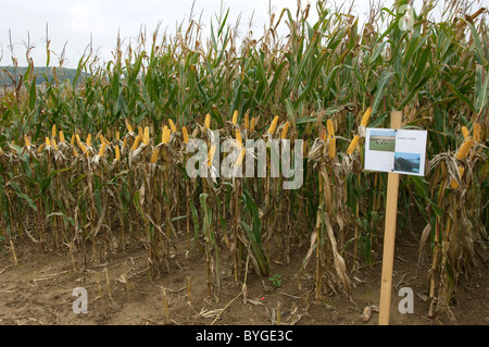 Granturco granturco (Zea mays). Campo con parcelle sperimentali. Foto Stock