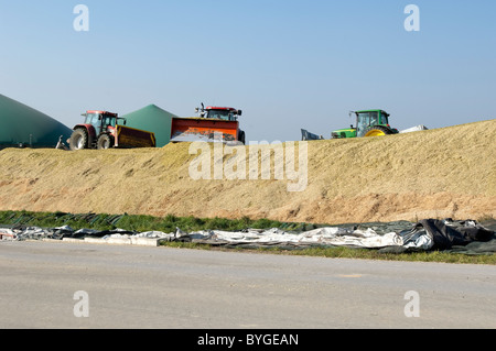 Granturco granturco (Zea mays). Tritate il mais in un pile di grandi dimensioni essendo compattato da trattori Caterpillar per spingere fuori l'aria. Foto Stock