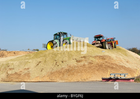 Granturco granturco (Zea mays). Tritate il mais in un pile di grandi dimensioni essendo compattato da trattori Caterpillar per spingere fuori l'aria. Foto Stock