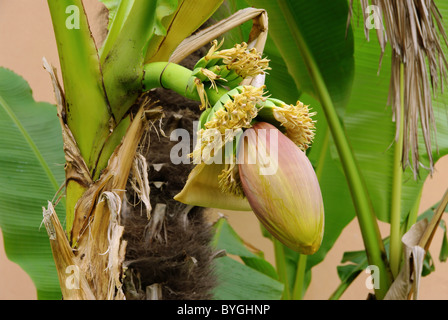 Bananenpflanze - piante di banana 05 Foto Stock