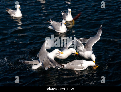 Flock of Seagulls sedersi sull'acqua e lotta per il cibo. Glaucous Gull (Larus hyperboreus) nel Mare di Barents area costiera, Arctique russo Foto Stock