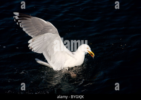 Seagull sedersi sulla superficie dell'acqua. Glaucous Gull (Larus hyperboreus) nel Mare di Barents area costiera, Arctique russo Foto Stock