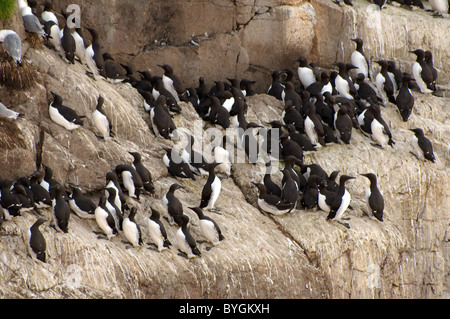 Gruppo di Guillemots sedersi su una roccia. Murre comune o comuni o Guillemots (Uria aalge, Pontoppidan), il Mare di Barents, Russia, Artico, Europa Foto Stock