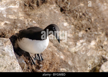 Guillemot sedersi su una roccia e guardare verso il basso. Murre comune o comuni o Guillemot (Uria aalge, Pontoppidan), il Mare di Barents, Russia, Artico, Europa Foto Stock