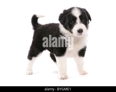 Border Collie cucciolo di studio permanente Foto Stock