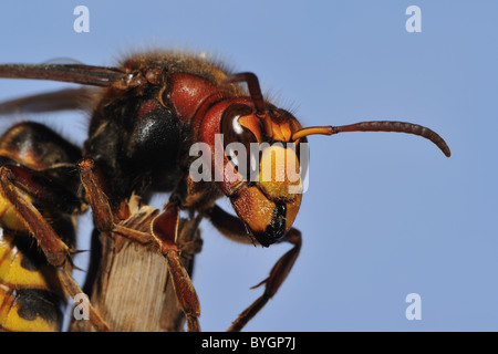 Unione hornet (Vespa crabro) femmina a fine inverno il riscaldamento nei primi raggi del sole dopo l'ibernazione Foto Stock