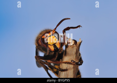 Unione hornet (Vespa crabro) femmina a fine inverno il riscaldamento nei primi raggi del sole dopo l'ibernazione Foto Stock