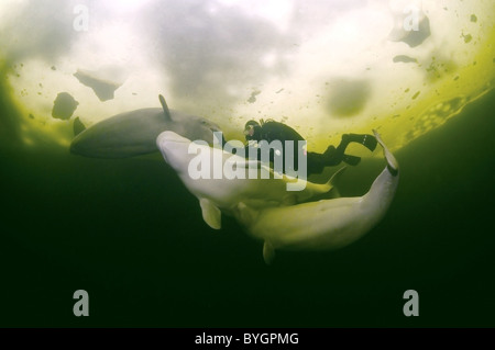 Subacqueo e tre balene Beluga sotto ghiaccio.. Balena bianca (Delphinapterus leucas) Mare Bianco, artiche, Russia Foto Stock