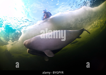 Freediver nuotare con Beluga, balena bianca (Delphinapterus leucas) sotto il ghiaccio Foto Stock