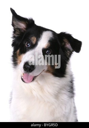 Border Collie Tri cane adulto singola testa femmina ritratto Studio Foto Stock