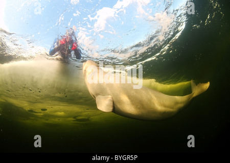 Freediver nuotare con Beluga, balena bianca (Delphinapterus leucas) sotto il ghiaccio Foto Stock