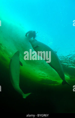 Freediver nuotare con Beluga, balena bianca (Delphinapterus leucas) sotto il ghiaccio Foto Stock