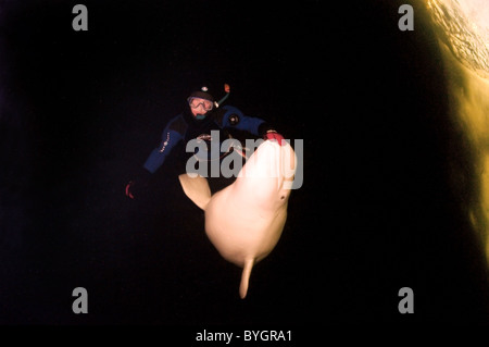 Freediver nuotare con Beluga, balena bianca (Delphinapterus leucas) sotto il ghiaccio Foto Stock