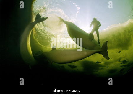 Freediver nuotare con Beluga, balena bianca (Delphinapterus leucas) sotto il ghiaccio Foto Stock