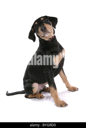 Doberman cucciolo singolo giovane maschio seduta studio Foto Stock