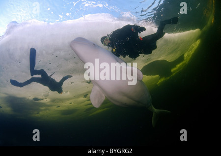 Freediver con il Beluga nuotare sotto il ghiaccio. Balena bianca (Delphinapterus leucas), Mare Bianco, Nord della Karelia, artiche, Russia Foto Stock