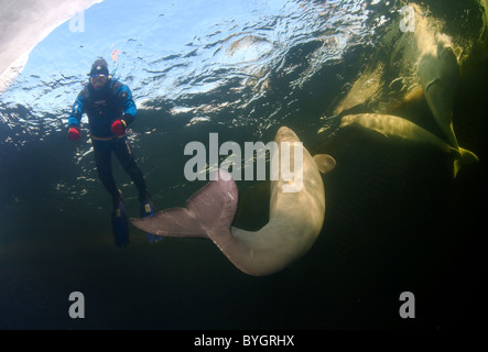 Freediver nuotare con Beluga, balena bianca (Delphinapterus leucas) sotto il ghiaccio Foto Stock