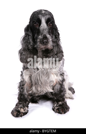 English Cocker Spaniel singolo cane femmina adulta seduta studio Foto Stock