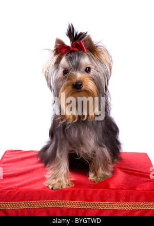 Yorkshire terrier cane femmina singolo adulto seduto su uno sgabello rosso preso in un Studio Foto Stock