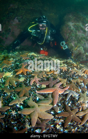 Maschio di scuba diver guarda sul gruppo di Red starfish (Asterias rubens) Foto Stock