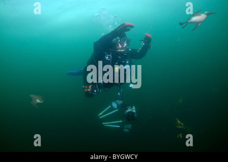 Femmina sub guardare sul gruppo dei guillemots nuota sotto l'acqua. Murre comune o comuni o Guillemots (Uria aalge, Pontoppidan), il Mare di Barents, Russia Foto Stock