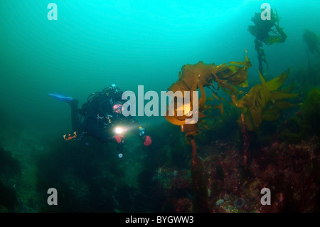 Femmina sub nuotare naer alga Laminaria, kale Laminaria (Laminaria hyperborea) Foto Stock