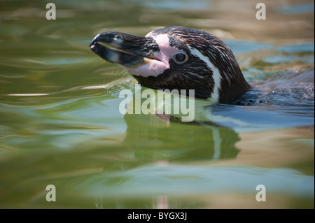 Close-up di un simpatico pinguino nuoto Foto Stock