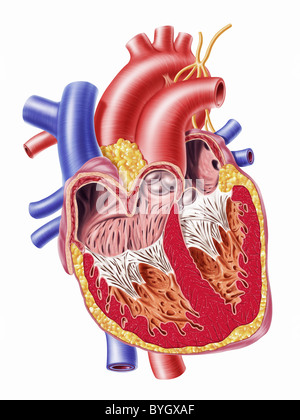 Cuore umano sezione trasversale Foto Stock