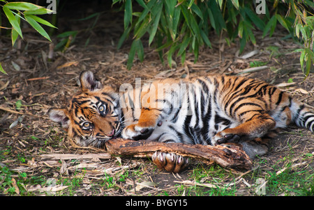 Carino tigre di Sumatra cub giocando sul suolo della foresta Foto Stock