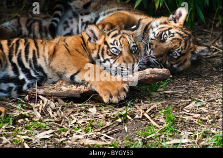 Due graziosi di Sumatra cuccioli di tigre giocando sul suolo della foresta Foto Stock