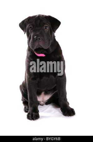 Shar Pei cucciolo singolo giovane donna seduta studio Foto Stock