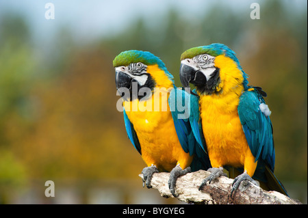 In prossimità di due belle blu e giallo macaws (Ara ararauna) Foto Stock