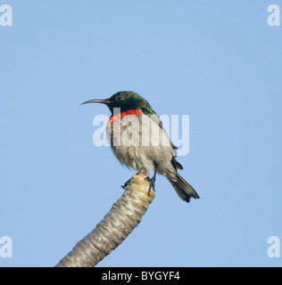 Maschio minore meridionale Double-Collared Sunbird (Cinnyris chalybeus), Namaqualand, Northern Cape, Sud Africa Foto Stock