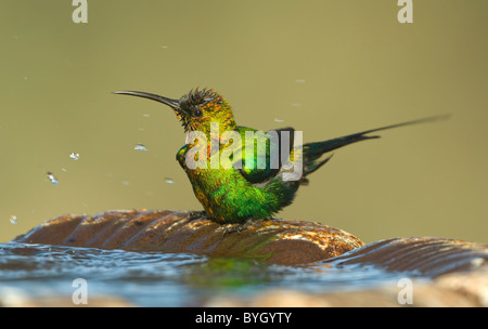 Malachite maschio Sunbird (Nectarinia famosa) avente una vasca da bagno, Namaqualand, Northern Cape, Sud Africa Foto Stock