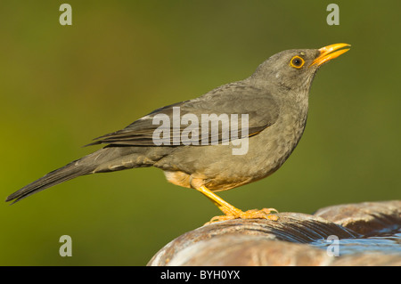 Karoo Tordo Tordo cupi Turdus smithi Namaqualand Northern Cape Sud Africa Foto Stock