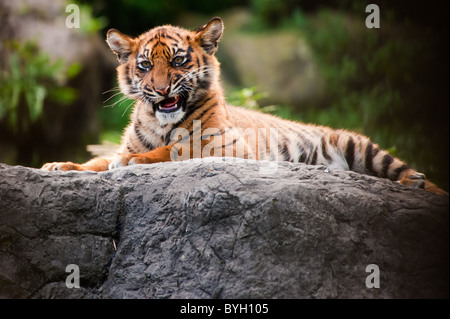 Carino tigre di Sumatra cub posa su una roccia Foto Stock