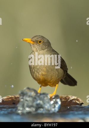 Karoo Tordo Tordo cupi Turdus smithi Namaqualand Northern Cape Sud Africa Foto Stock