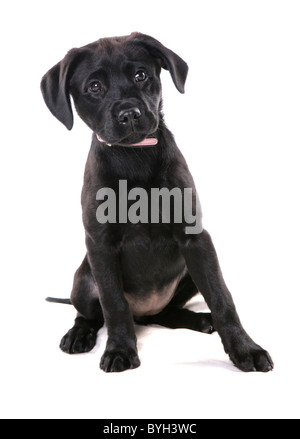 Il Labrador nero cucciolo singolo giovane donna seduta studio Foto Stock