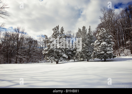 Neve coperto da alberi di pino, Jockey cava, Morristown National Historical Park, New Jersey Foto Stock