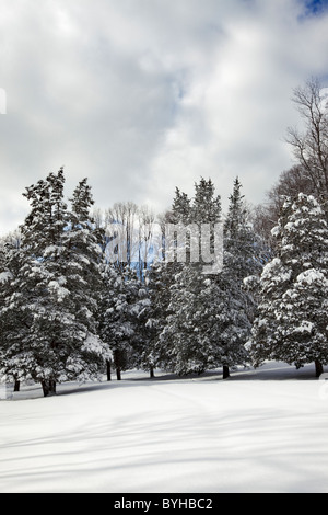 Neve coperto da alberi di pino, Jockey cava, Morristown National Historical Park, New Jersey Foto Stock