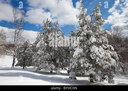 Neve coperto da alberi di pino, Jockey cava, Morristown National Historical Park, New Jersey Foto Stock