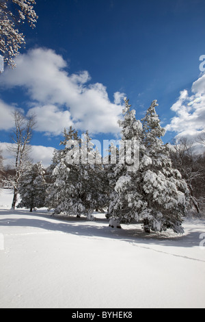 Neve coperto da alberi di pino, Jockey cava, Morristown National Historical Park, New Jersey Foto Stock