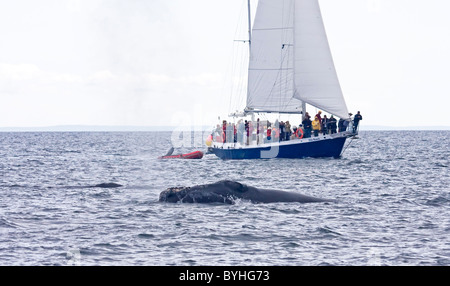 Il Nord Atlantico balena destro ( Eubalaena glacialis) Foto Stock