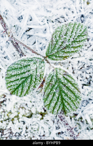 Smerigliati Rovo foglie Foto Stock