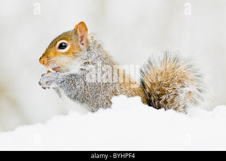 Scoiattolo grigio rovistando nella neve Foto Stock