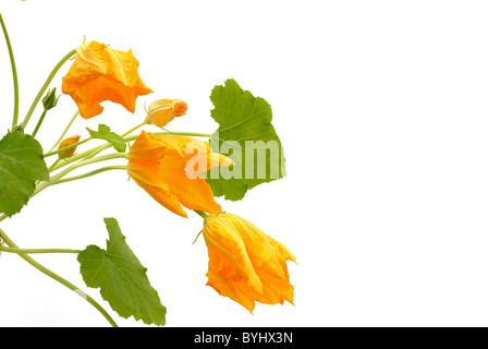 Fiori di zucca e foglie isolato su bianco Foto Stock