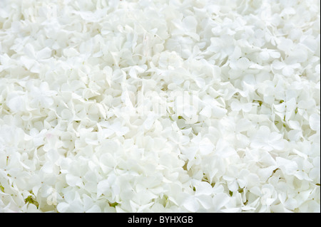 Piccole fioriture di arrowwood - sfondo Foto Stock