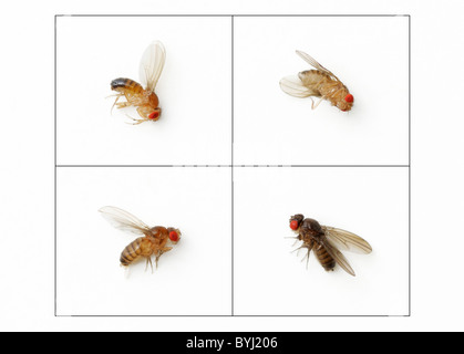 Cestella square che mostra un 3 a 1 rapporto mendeliana di tipo selvatico colore del corpo (dominante) di colore ebano (recessiva) in Drosophila. Foto Stock