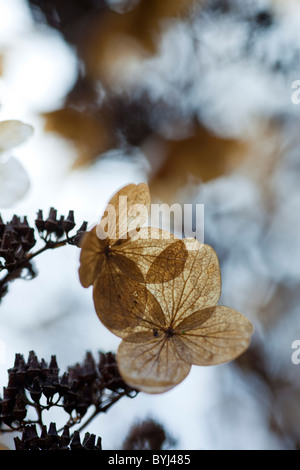 Hydrangea paniculata essiccato le teste dei fiori in inverno Foto Stock